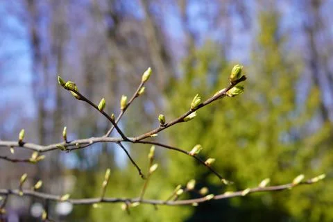 A branch of a cherry tree with budding buds against the silhouettes of thuja and Foto stock