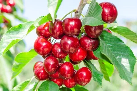 Branch of cherry tree with dark red ripe berries Stock Photos