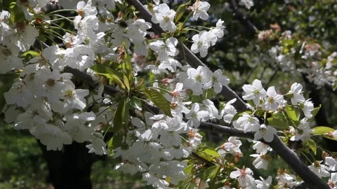 A branch of cherry tree during flowering period Stock Footage 86484931