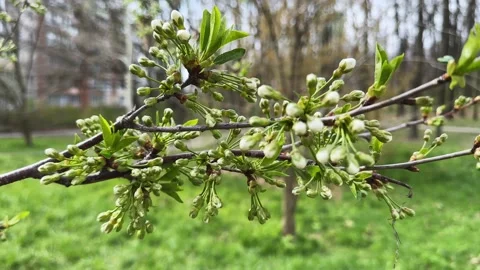 Branch of cherry tree with flower buds in overcast morning Stock Footage 336097673