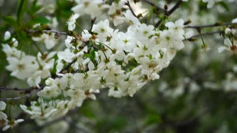 A branch of a cherry tree with a flower sways from the wind in the garden. close Video stock 130263605