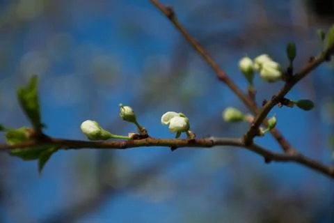 Branch of a cherry tree with flowers Stock Photos