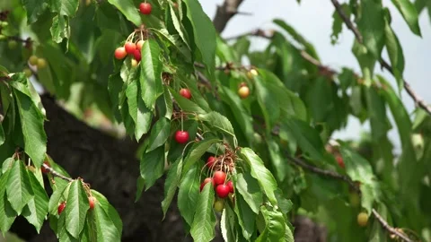 A branch of a cherry tree Stock Footage 130696668