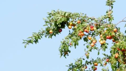 Branch of cherry tree with fruits moving in the wind, blue sky Stock Footage 160137294