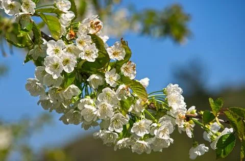 Branch of cherry tree full with blooming flowers Stock Photos
