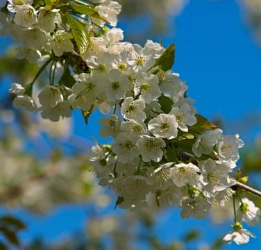 Branch of cherry tree full with blooming flowers Stock Photos