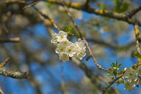 Branch of cherry tree full with blooming flowers Stock Photos