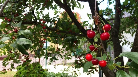 A branch of a cherry tree with a large bunch of cherries. Stock Footage 116170349