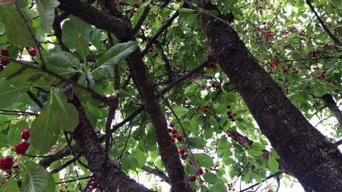 A branch of a cherry tree with a large bunch of cherries. Stock Footage 116170388