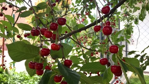 A branch of a cherry tree with a large bunch of cherries. Stock Footage 116231153