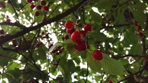 A branch of a cherry tree with a large bunch of cherries. Stock Footage 116231963
