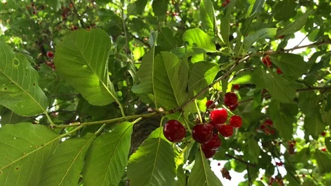 A branch of a cherry tree with a large bunch of cherries. Stock Footage 116231978
