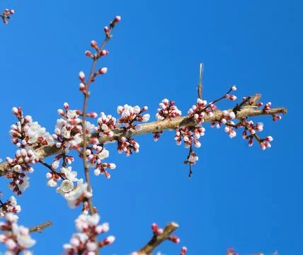 A branch of a cherry tree with many unopened white flowers Stock-Fotos