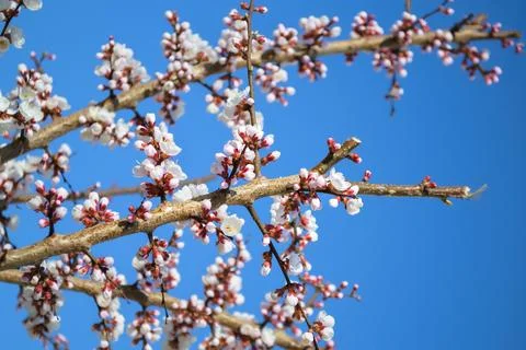 A branch of a cherry tree with many unopened white flowers Stock-Fotos