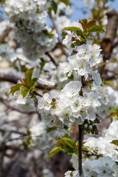 Branch of cherry tree in the period of spring flowering. Stock Photos
