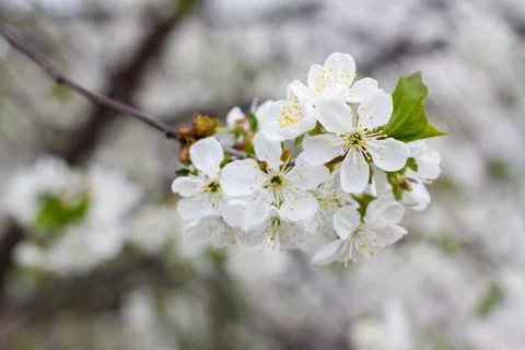 Branch of cherry tree in the period of spring flowering. Stock Photos