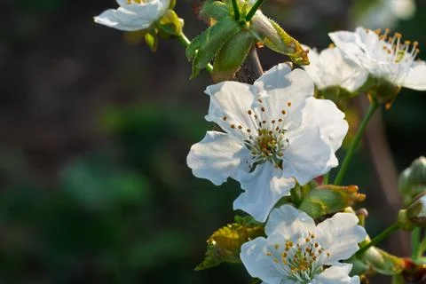 Branch of a cherry tree in the period of spring flowering. Stock Photos