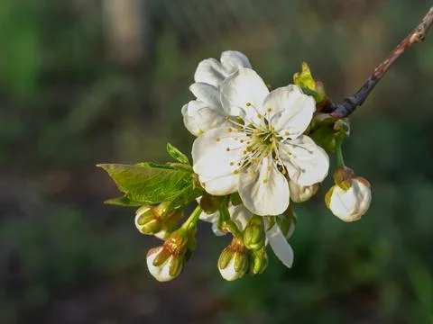 Branch of a cherry tree in the period of spring flowering. Stock Photos