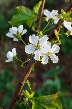 Branch of a cherry tree in the period of spring flowering. Stock Photos