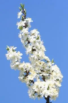 Branch of a cherry tree Stock Photos