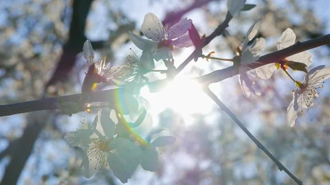 Branch of cherry tree swaying in the wind Stock Footage 98763828