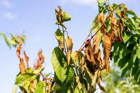 A branch of a cherry tree, on which some of the leaves are still green, and some Photos