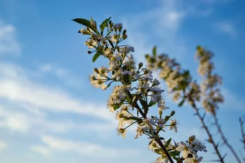 A branch of cherry with white flowers in the rays of the evening sun against Foto stock