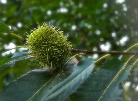 Branch with a chestnut capsule Stock Photos