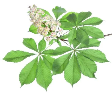 Branch of chestnut isolated Foto stock