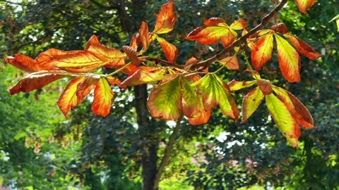 Branch of chestnut tree with autumn colored leaves swaying in the wind in Ystad, Stock Footage 345452246