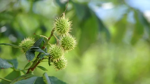 Branch chestnut tree Stock Footage 78504823