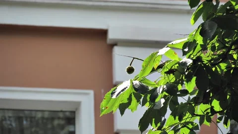 Branch of a chestnut tree sways in the wind  Stock Footage 204990913