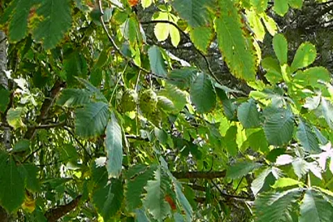 Branch of the chestnut on the wind Stock Footage