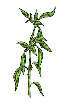 Branch of chilli with leaf and pepper. Vintage vector engraving Stock Illustration