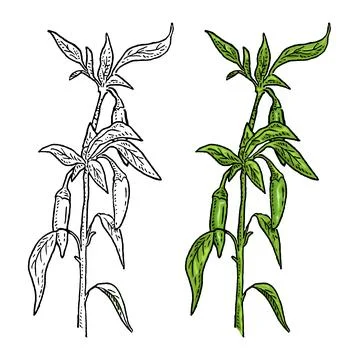 Branch of chilli with leaf and pepper. Vintage vector engraving Stock Illustration