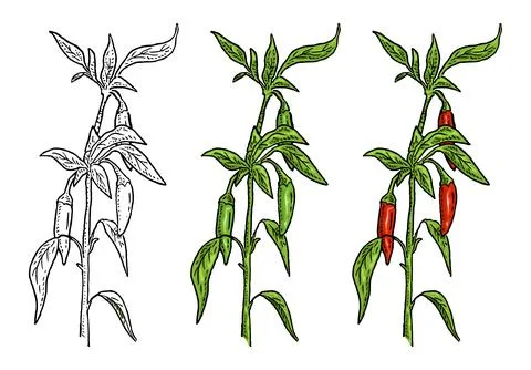 Branch of chilli with leaf and pepper. Vintage vector engraving Stock Illustration