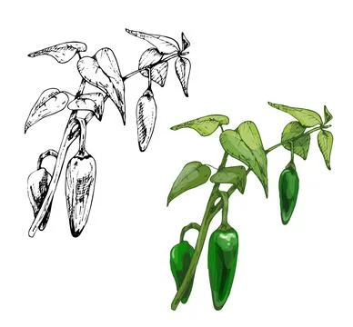 Branch of chilli with leaf and pepper. Vintage vector hatching Stock Illustration