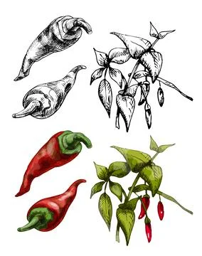 Branch of chilli with leaf and pepper. Vintage vector hatching color hand d.. Stock Illustration