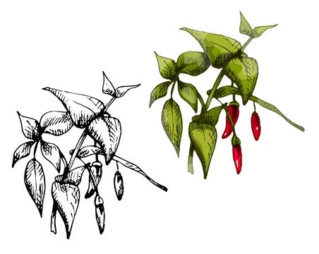 Branch of chilli with leaf and pepper. Vintage vector hatching Stock Illustration