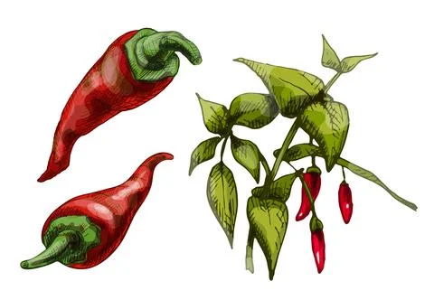Branch of chilli with leaf and pepper. Vintage vector hatching Stock Illustration