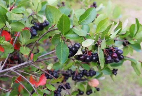 Branch of chokeberry Stock Photos