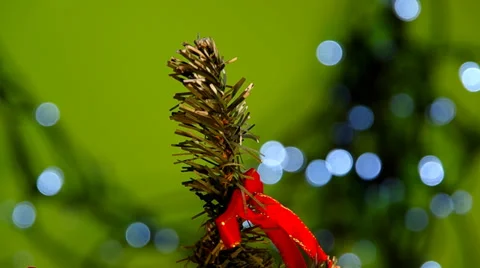 Branch of Christmas tree Stock Footage 32560060