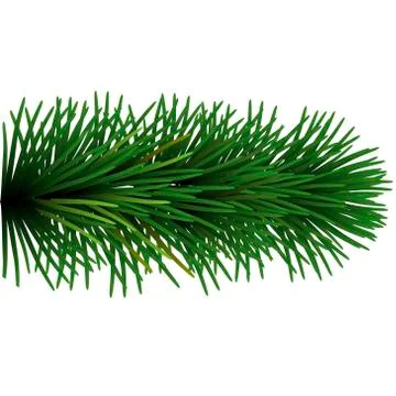 Branch of Christmas tree Stock Illustration