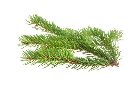 Branch of Christmas tree isolated on white background Stock Photos