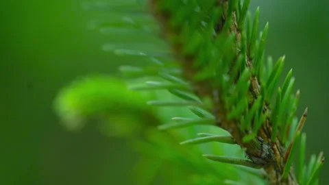 A branch of a Christmas tree in refocus with a small branch Stock Footage 163657409