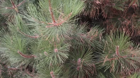 Branch of a Christmas tree in the wind Video stock 79962114