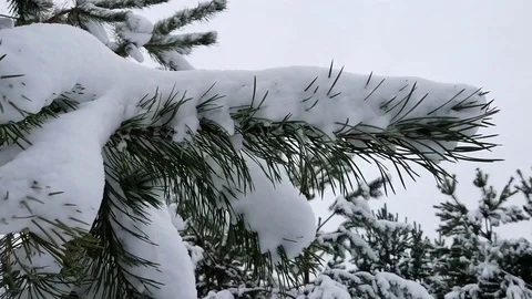 Branch of Christmas trees | Winter forest Stock Footage 100360034