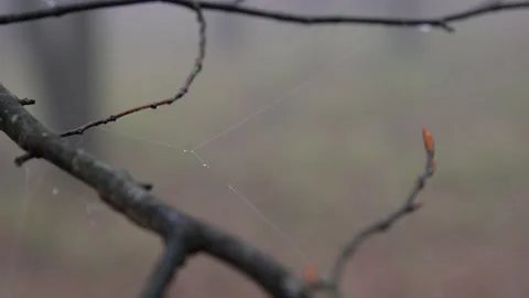 A branch close up  Stock Footage 231851543