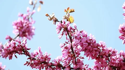 Branch of close-up of Pink spring flowers Judas tree (Cercis siliquastrum). Stock Footage 130646206