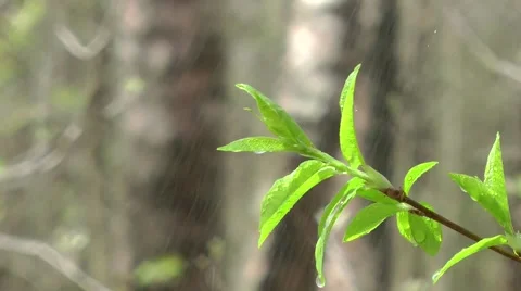 Branch close up under the drizzle Stock Footage 64184158